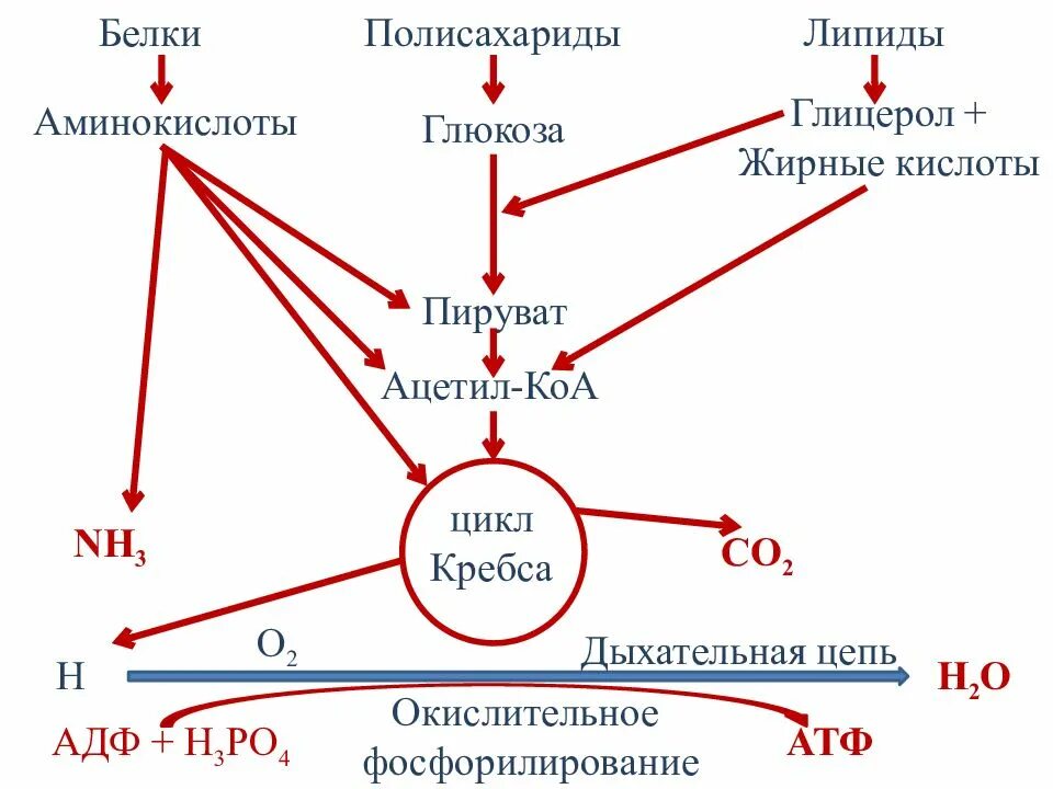 Глюкоза ацетил коа. Схема цикла Кребса и дыхательной цепи. Цикл Кребса и дыхательная цепь. Превращение пирувата в ацетил-КОА И со2. Связь цикла ЦТК С дыхательной цепью.