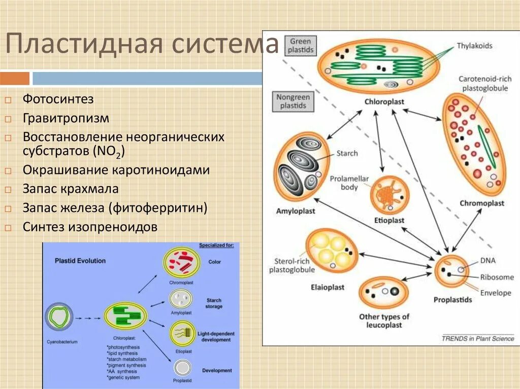 Клетки содержат пластиды растения или бактерии. Пластидная система растительной клетки. Геном пластид. Пластидная ДНК хлоропласт. Геномы митохондрий и хлоропластов.