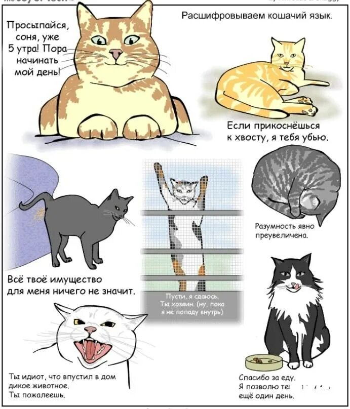 Кошки и их значение