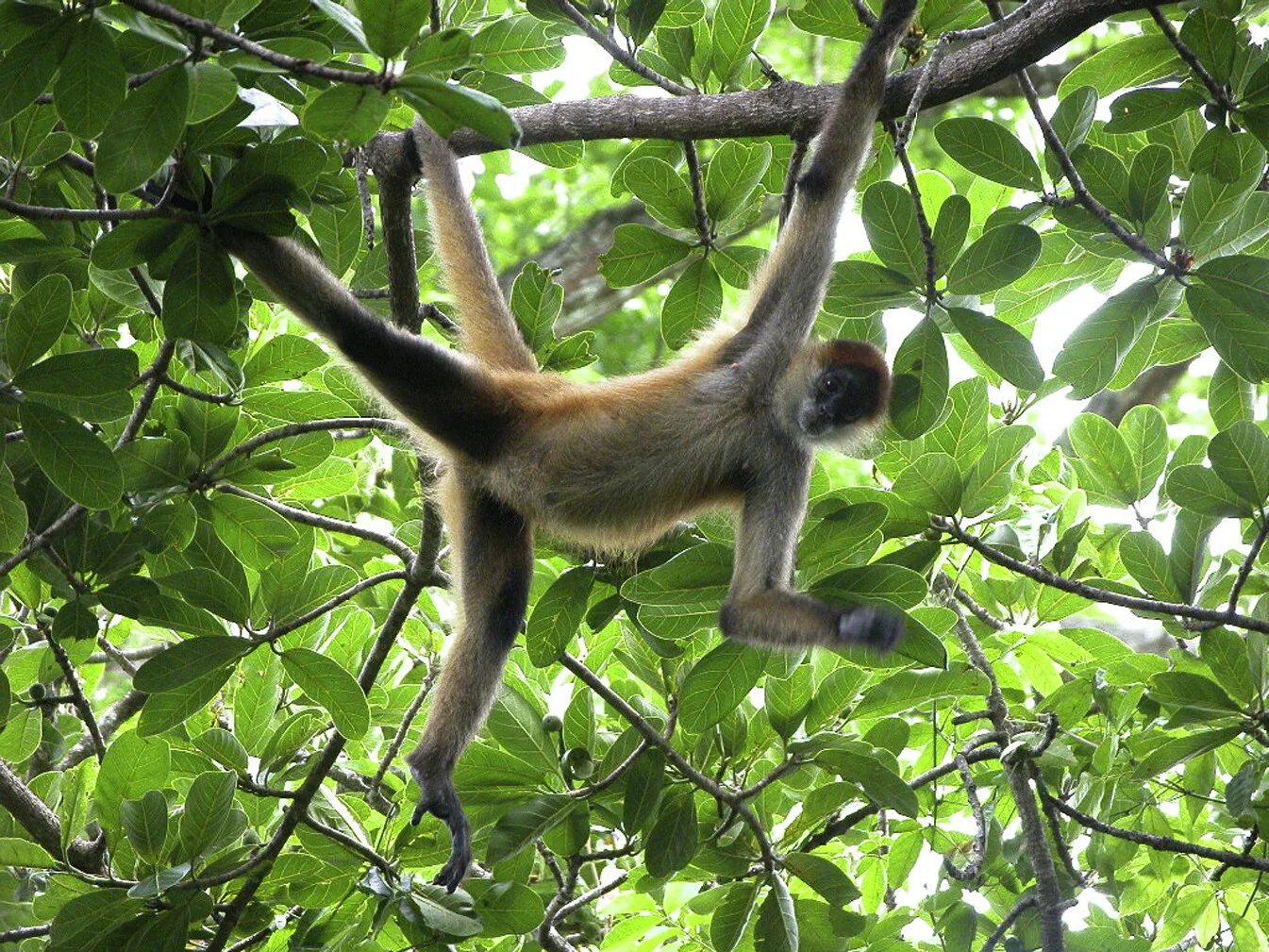 Monkey doesn t