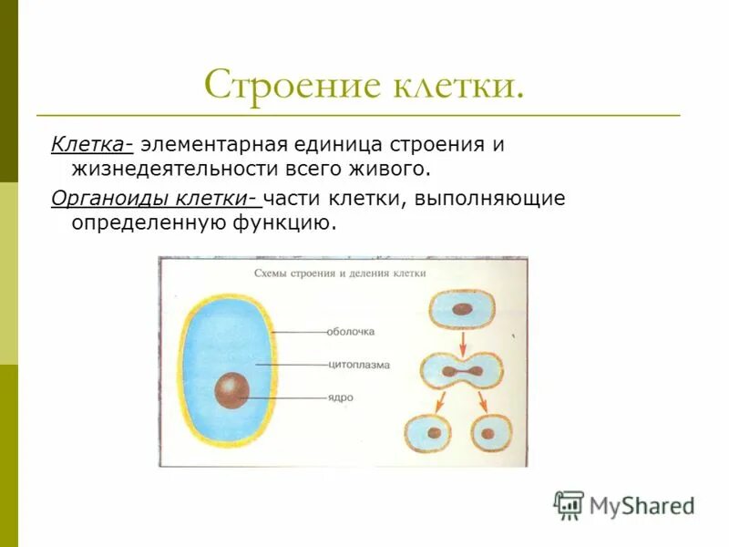 Клетка строение химический состав и жизнедеятельность. Клетка единица строения и жизнедеятельности организма. Структура жизнедеятельности клетки. Химическое строение клетки. Тест жизнедеятельности клетки