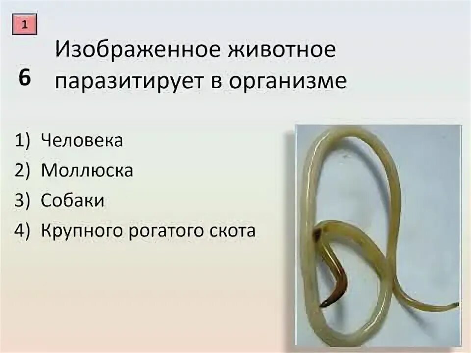 Круглые черви огэ. Круглые черви огэ