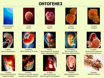 Последовательность этапов развития плода
