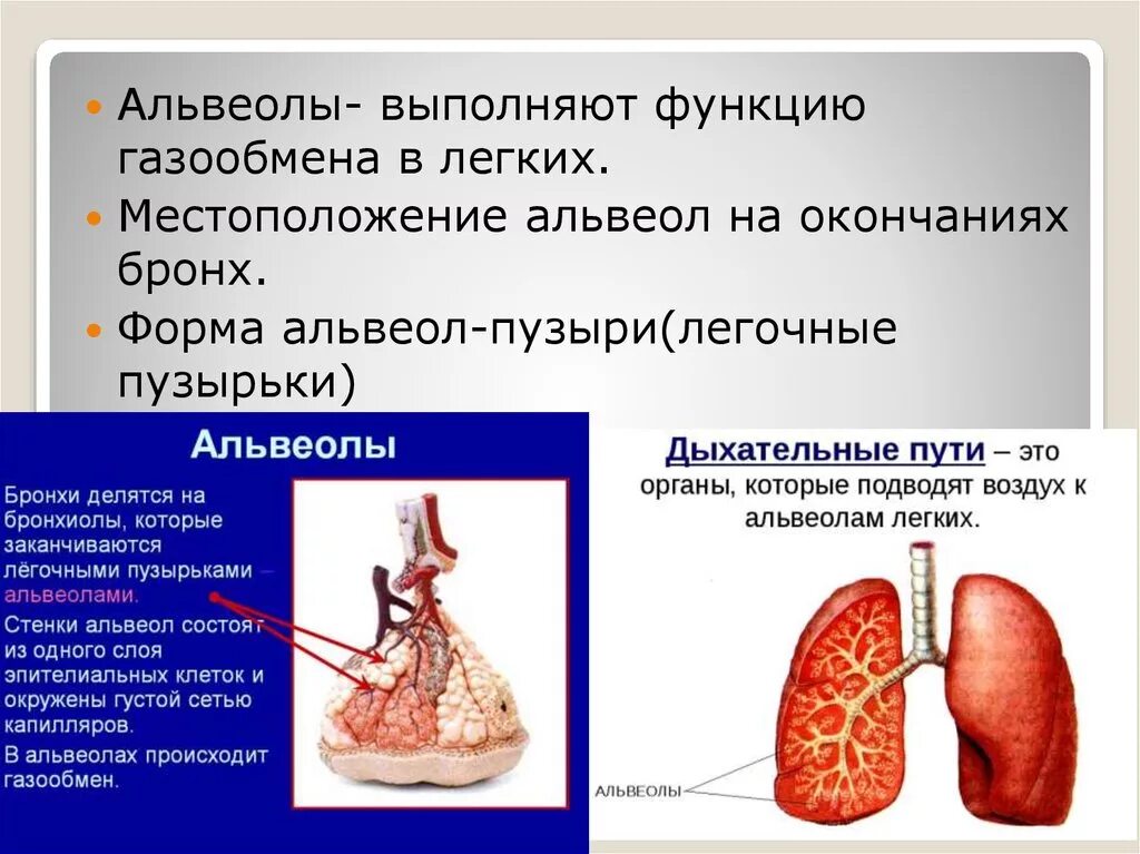 Дать определение легких. Функции легочных пузырьков альвеол. Альвеолы строение кратко. Функция альвеол легких. Функции лëгосных пузырьуов.