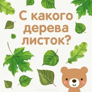 Какое из этих деревьев имеет такие листья