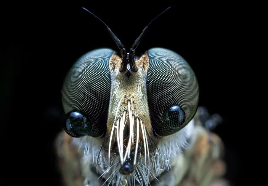 Глаза насекомых имеют. Глаза насекомых. Насекомое с большими глазами. Глаза мухи. Сложные глаза у насекомых.