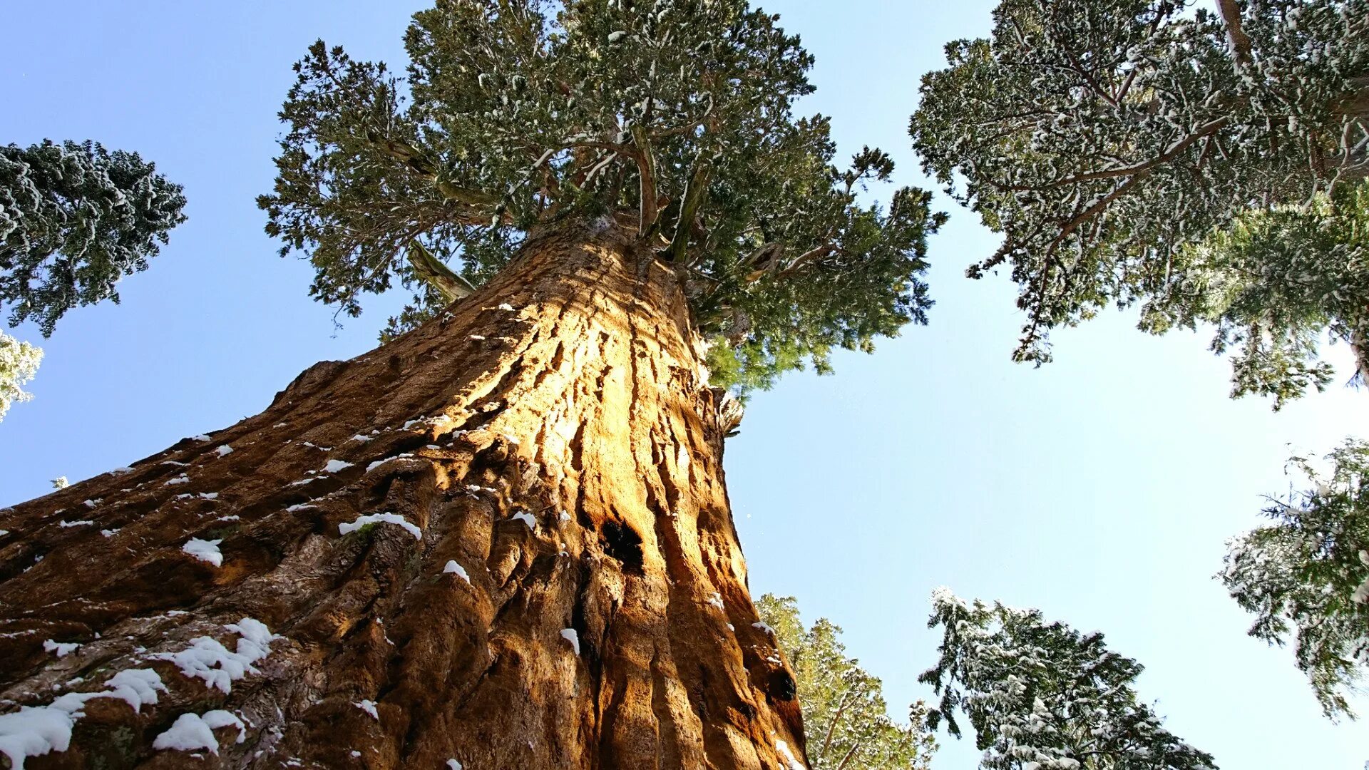 Где больше деревьев. Секвойя дерево. Redwood Sequoia Trees. Кипарис Секвойя. Giant Sequoia.