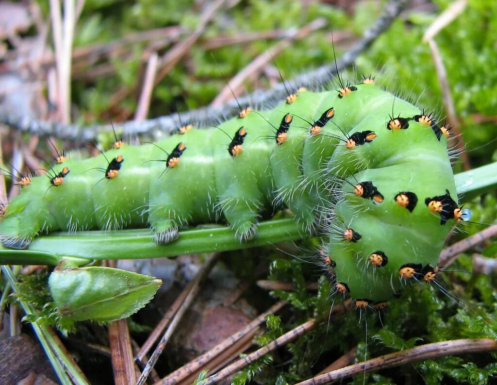 Лапки гусеницы. Гусеница жгучка. Гусеница Parnassius Maximinus. Phyllodes Imperialis гусеница.