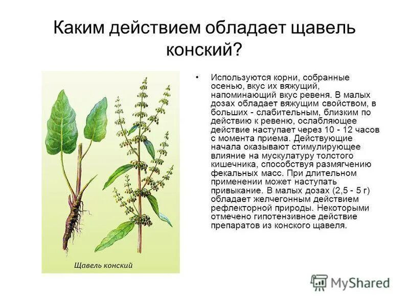 Как избавиться от конского щавеля. Щавель конский (rumex confertus willd.). щавель конский описание растения. корень конского щавеля. щавель конский формула цветка.