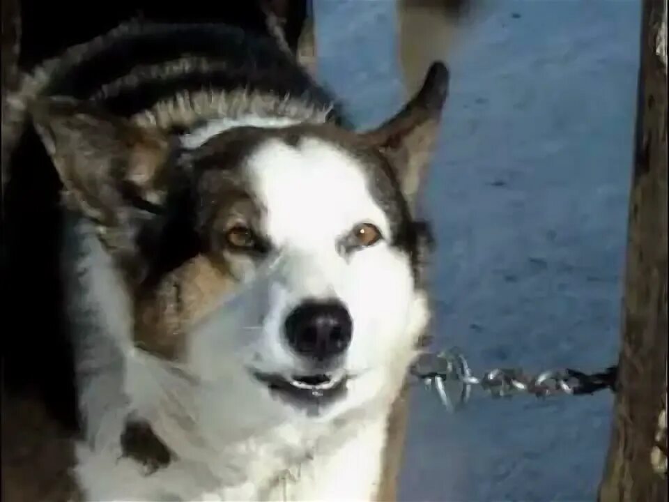 Собака лает видео. Лай собак ролик. Лай собак пплялерйлофидпытщ6йлш2п.