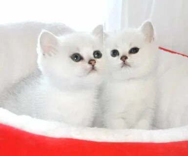 Серебристая шиншилла котенок