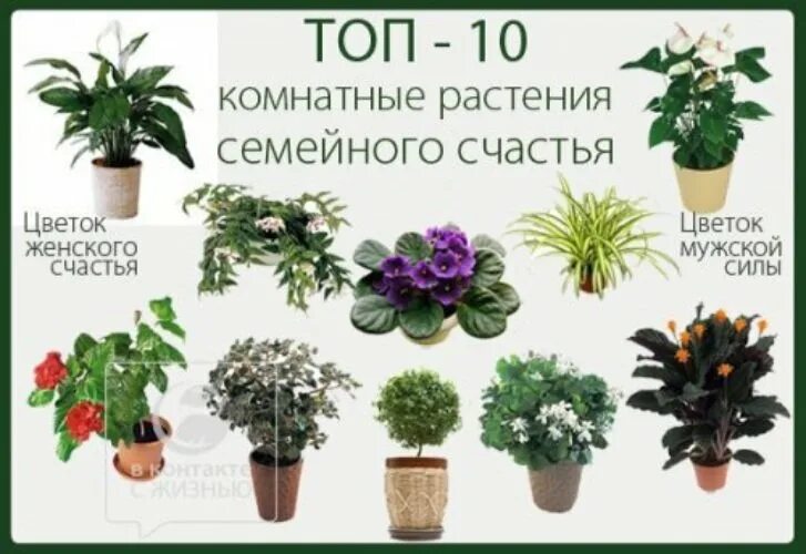 Семейное счастье цветок комнатный. Цветы для благополучия в доме семейного счастья. Полезные комнатные цветы. Семейный цветок комнатный. Комнатные растения для домашнего благополучия.