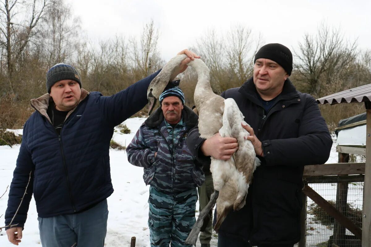 лебеде новости