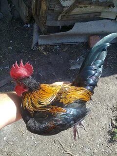 Русский королек