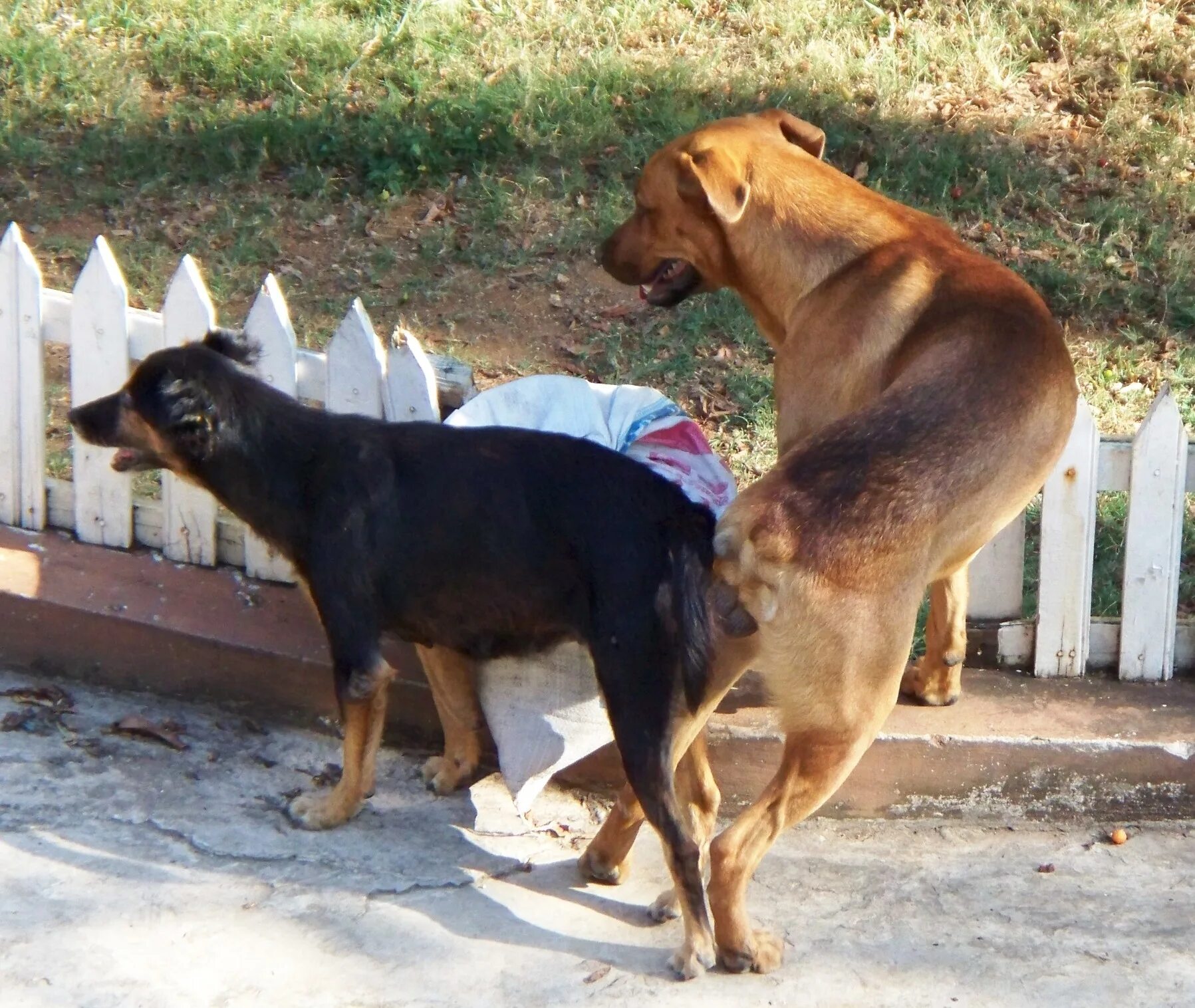 Doggy cock. Собаки спариваются. Вязка у собак. Собаки занимаются любовью.