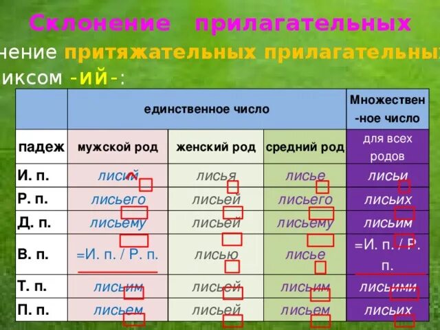 Склонение притяжательных прилагательных. Склонение имен прилагательных единственного и множественного числа. Род число падеж склонение прилагательных. Склонение существительных.