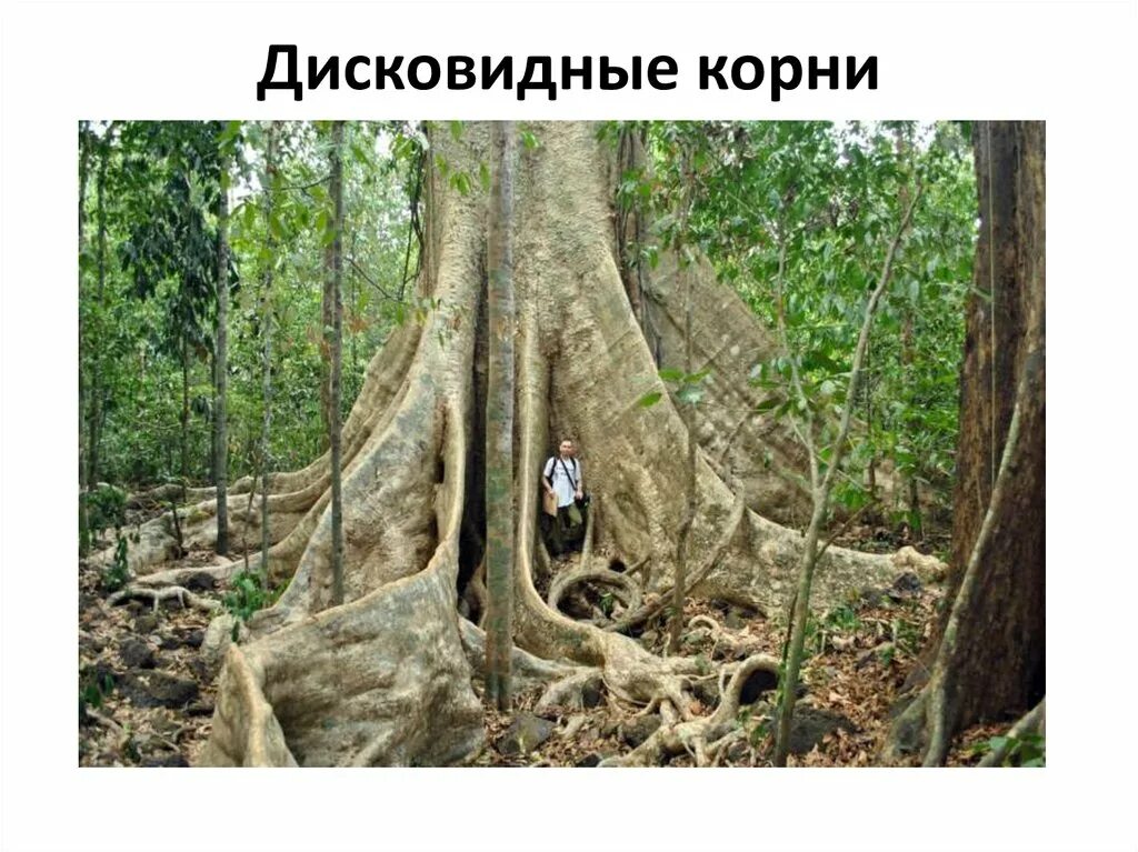 Досковидные корни примеры растений Файл: Вікіпедія