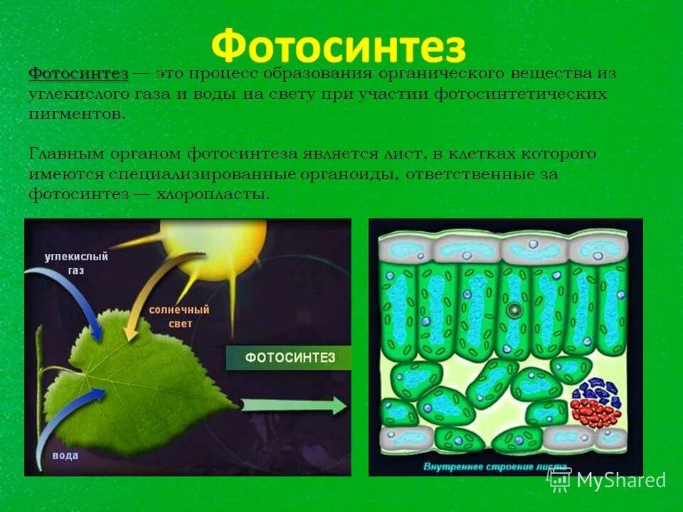 Появление фотосинтеза эра. Фотосинтез. Процесс фотосинтеза. Фотосинтез растений. Вещества участвующие в процессе фотосинтеза.