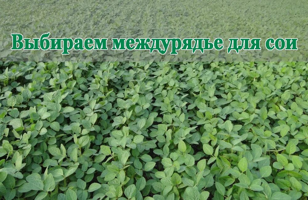 посев кукурузы джон дир. соя сидерат. технология возделывания сои схема. селекция бобовых. технологические возделывания сои.