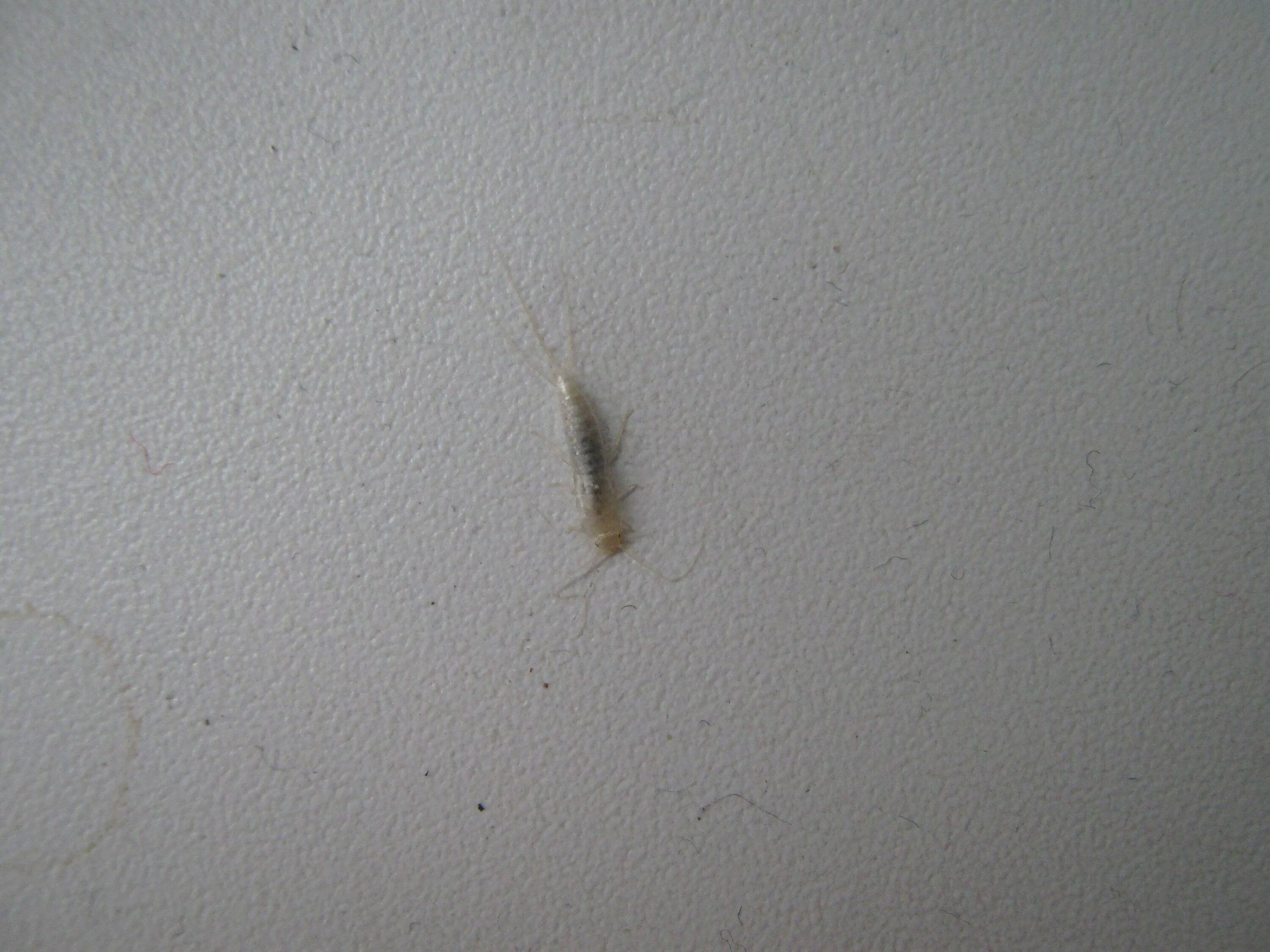 Жук мокрица в доме. Большой коричневый жук. Ползающие жучки. Маленькие черные прыгучие жучки. Жучки чешуйница.