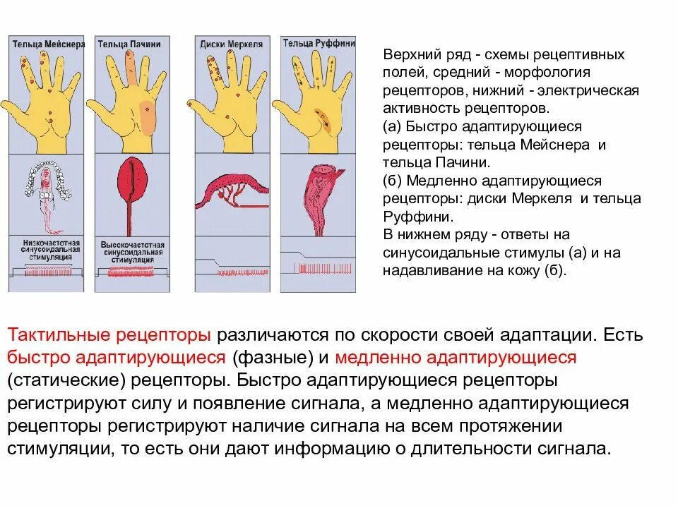 Рецепторы Меркеля Мейснера и Пачини. Рецепторы тактильной чувствительности. Тактильные рецепторы кожи таблица. Тактильные и температурные рецепторы кожи.