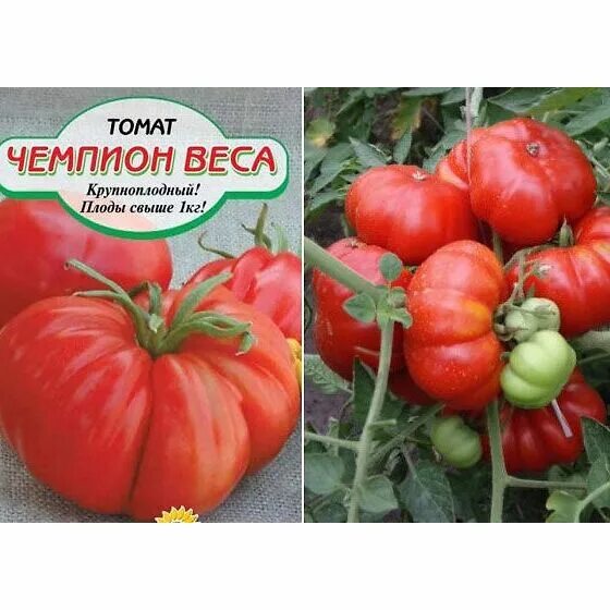 Томаты чемпион описание сорта. Томат чемпион веса. семена томат чемпион. томат чемпион урожайность. помидоры гибриды чемпион.