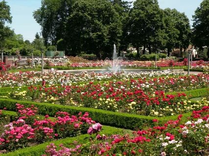 Парк роз