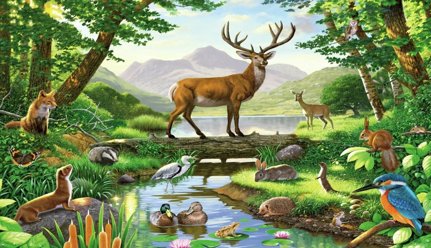 Сказка живая природа. Пазлы Касторленд 300 деталей. Пазл Castorland Call of nature (c-200702), 2000 дет.. Лес с животными. Жители леса.