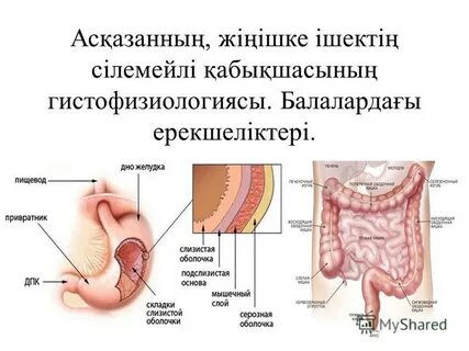 Жыныстық позиция диірмені