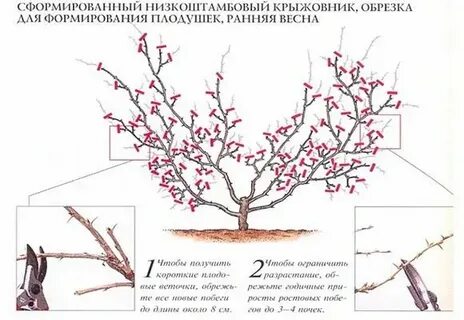 Айва обрезка и формирование