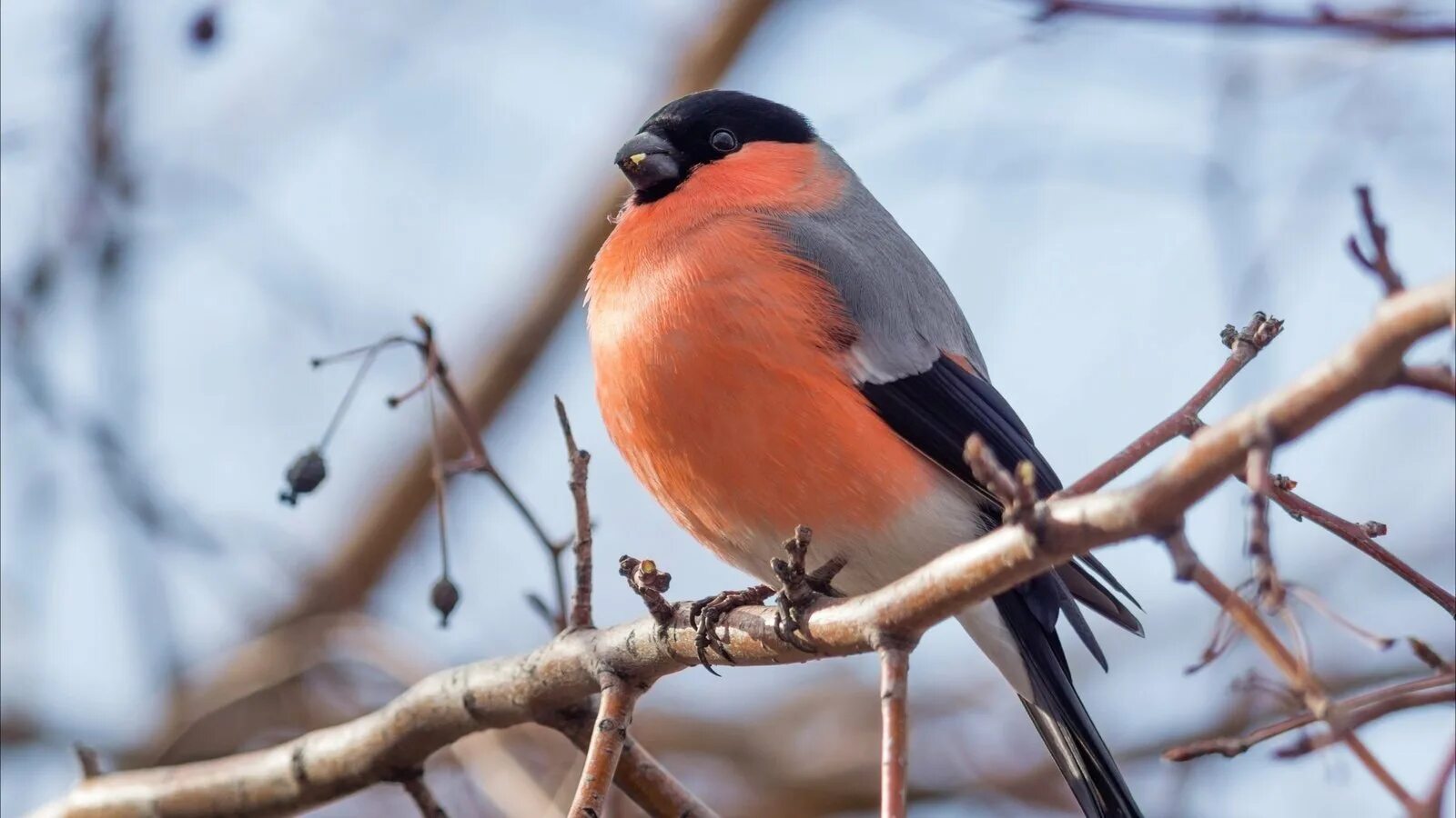 Птица снегирь зимой. Зимующие птицы снегирь. Снегири на ветке. Снегирь вьюрковые. Снегирь нахохлился.