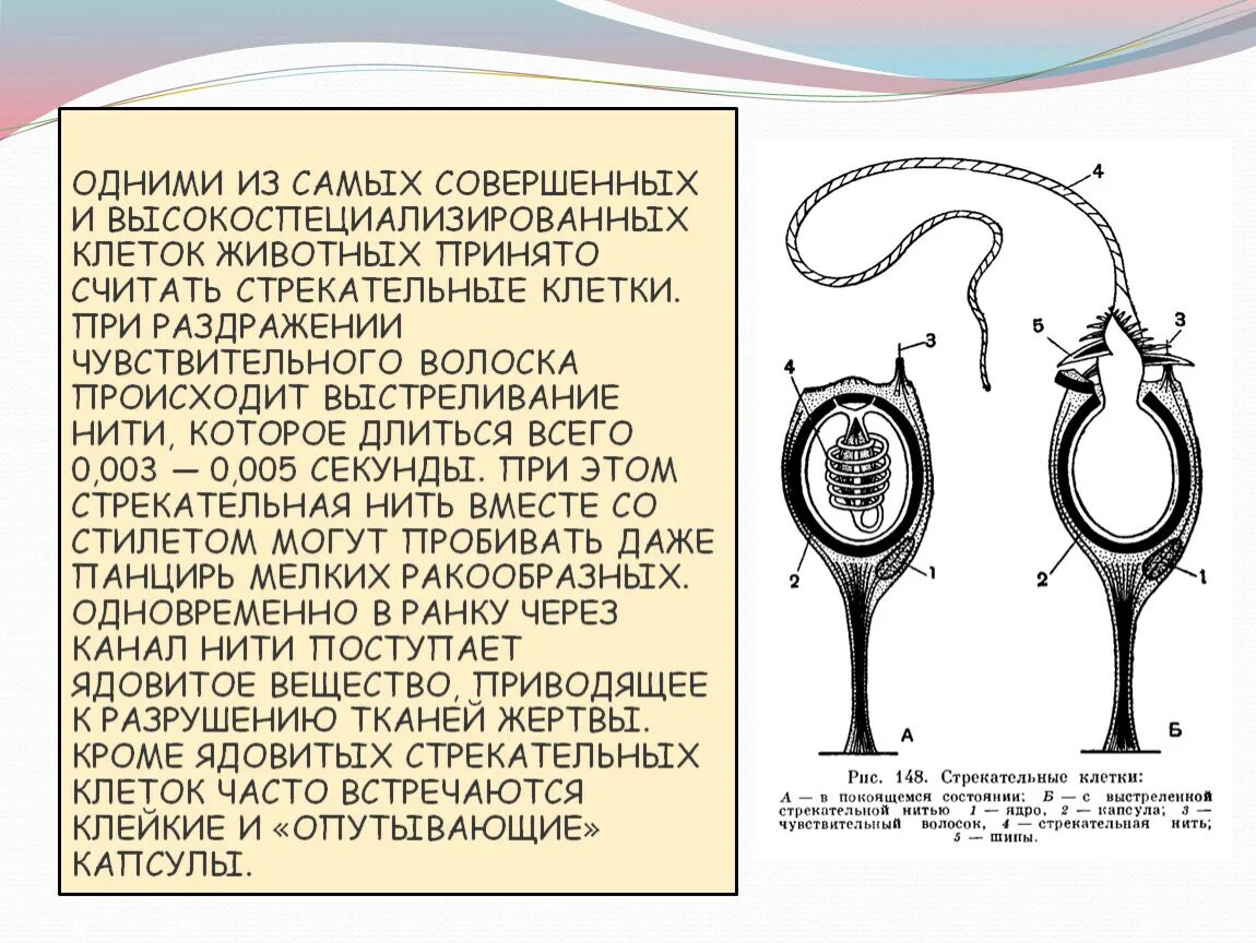 Стрекательная клетка состоит из. Чувствительный волосок стрекательной клетки. Стрекательные клетки функции. Роль стрекательных клеток. Стрекательная клетка строение и функции.