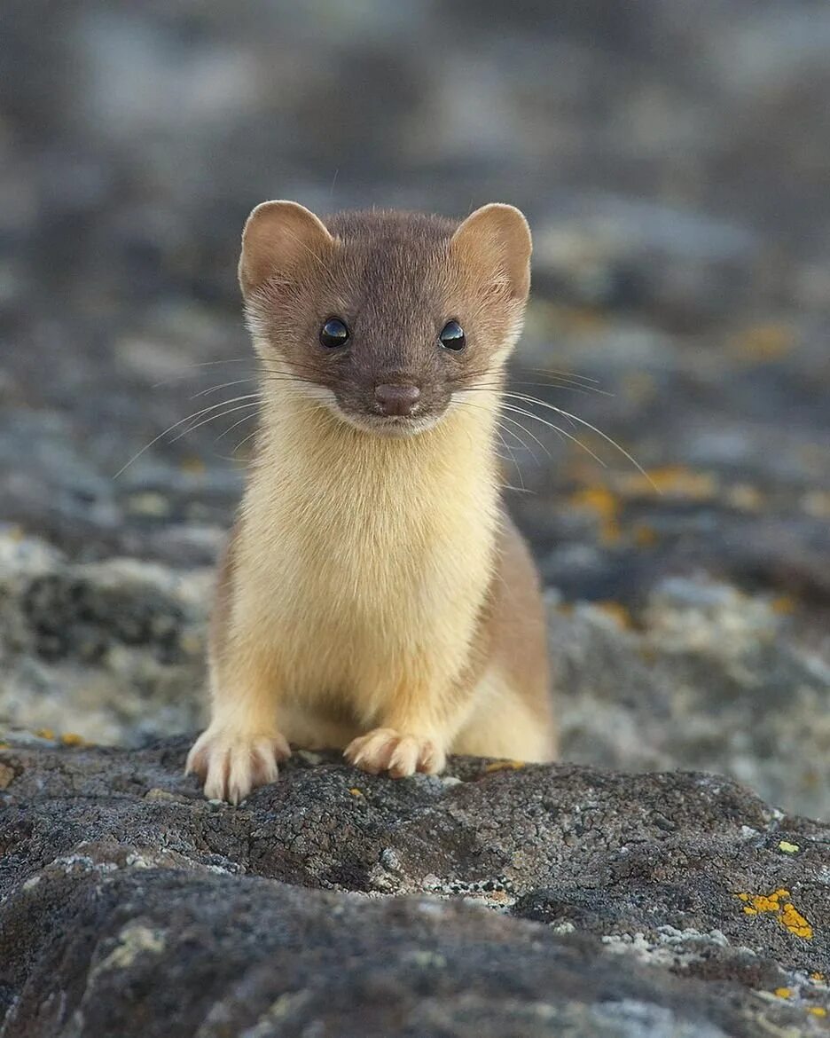 Самое маленькое хищное млекопитающее. Ласка (Mustela nivalis). Горностай (Mustela erminea). Солонгой Забайкальский. Куница Соболь норка горностай.