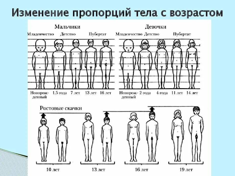 Изменения роста ребенка. Изменение пропорций тела с возрастом. Возрастные изменения пропорций тела человека. Изменение пропорций тела человека с возрастом. Пропорции человека Возраст.