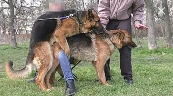 Как выглядят спаривания собак Вязка или случка собак: особенности процедуры, видео и описание, советы