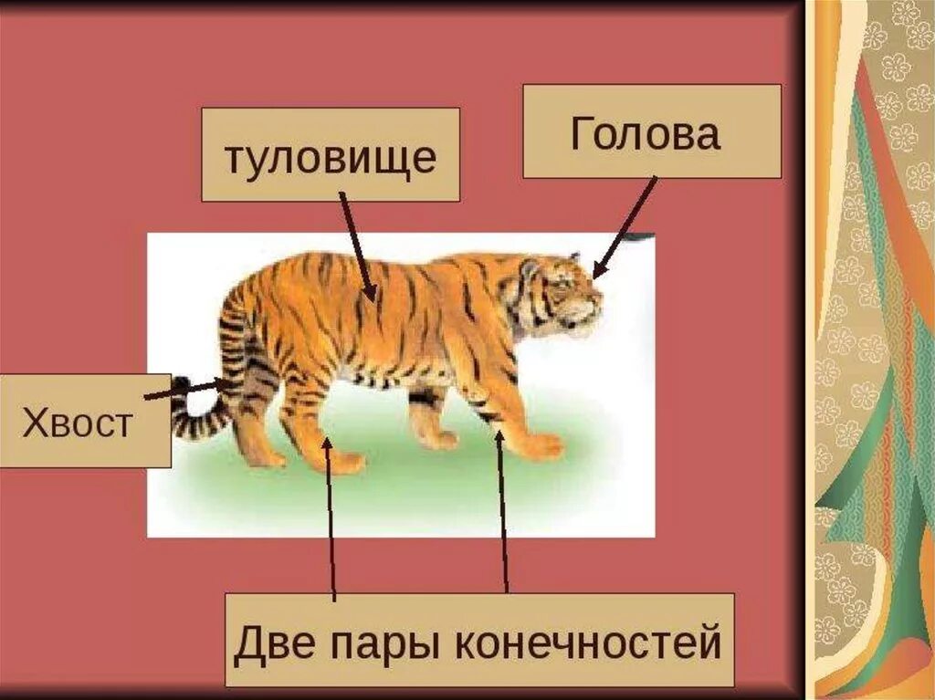Презентация строение животных. Строение тела зверей. строение животного для детей. внешнее строение животного. строение животных для дошкольников.