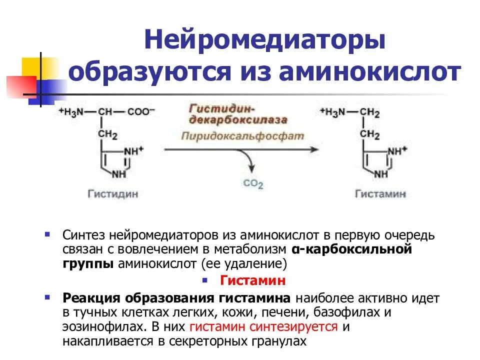 Медиатор какое образование. Классификация нейромедиаторов биохимия. нейротрансмиттеры нейромедиаторы биохимия. нейромедиаторы их классификация. производные тирозина нейромедиаторы.
