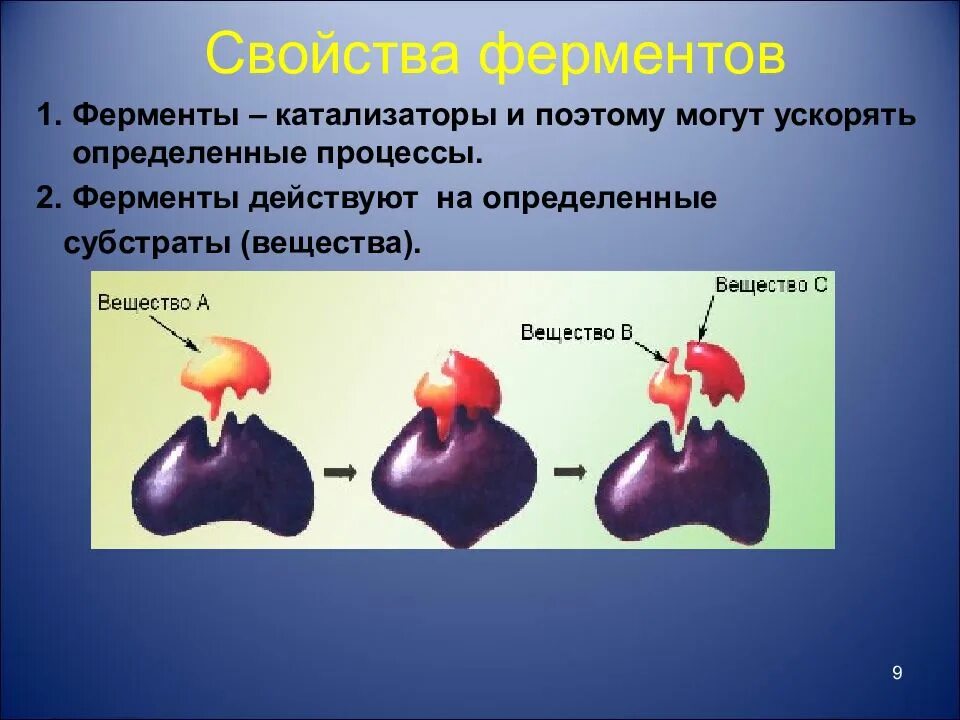 Какой фермент разрушает. Ферменты. Свойства ферментов. Ферменты биологические катализаторы. Химические свойства ферментов.