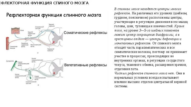 Рефлексы головного и спинного мозга. Рефлекторная функция спинного мозга. Головной мозг и спинной мозг рефлексы. Спинальные рефлексы при смерти мозга.