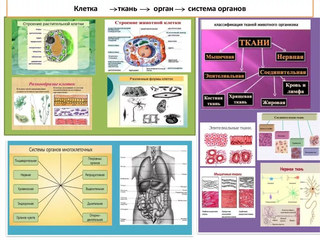 План урока 9 класс биология. Таблица по биологии клетка ткань орган организм. Клетка ткань орган система органов организм таблица. Ткани органы и системы органов 7 класс таблица. Клетки и ткани человека биология 8 класс.