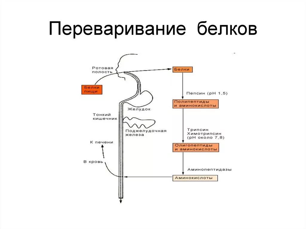 Переваривание белков в ротовой полости. Расщепление белка схема. Схема переваривания и всасывания белков. Схема процесса переваривания белков в ЖКТ.. Переваривание белков биохимия схема.