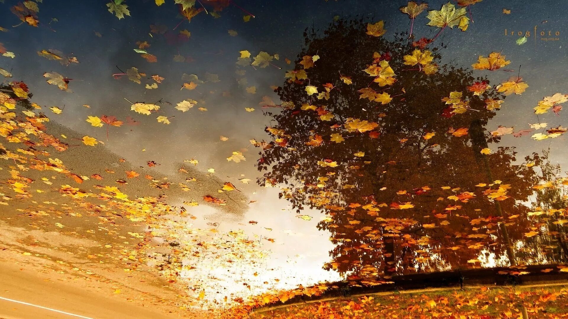 Осень листьями кружит. Осень ветер. Осенний листопад. Осень листопад. Лист на ветру.