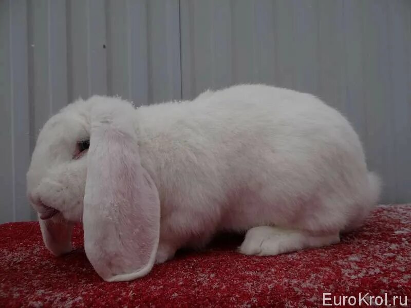 Купить кроликов французский. Французский баран кролик. Кролик французский баран белый. Кролики французский баран окрас оттер. Французский баран оттер окрас.