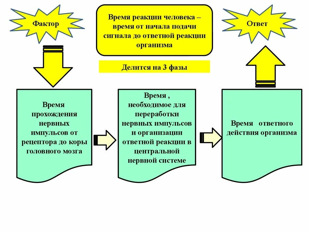 Время реакции человека к действию раздражителей. Реакция человека. Средняя время реакции человека. Среднее время реакции человека. Реакцией организма на неблагоприятные факторы