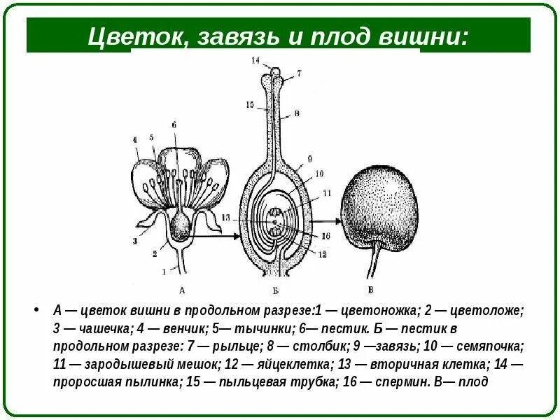 Какая часть плода развивается из стенок завязи. Строение завязи пестика. Строение завязи цветка. Завязь пестика схема. Цветок завязь плод.