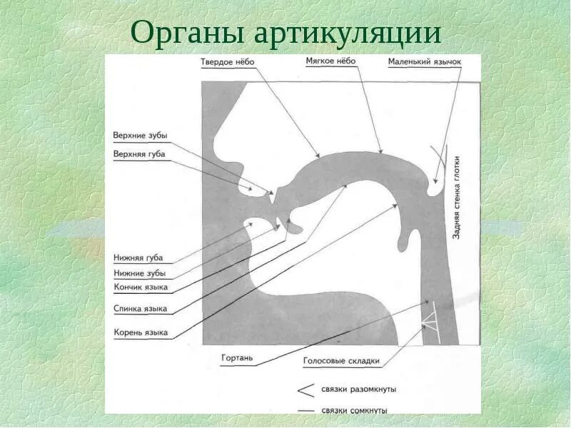 Неподвижные органы речи. Строение речевого аппарата альвеолы. Неподвижные органы речи. Органы речи. Строение речевого аппарата схема.