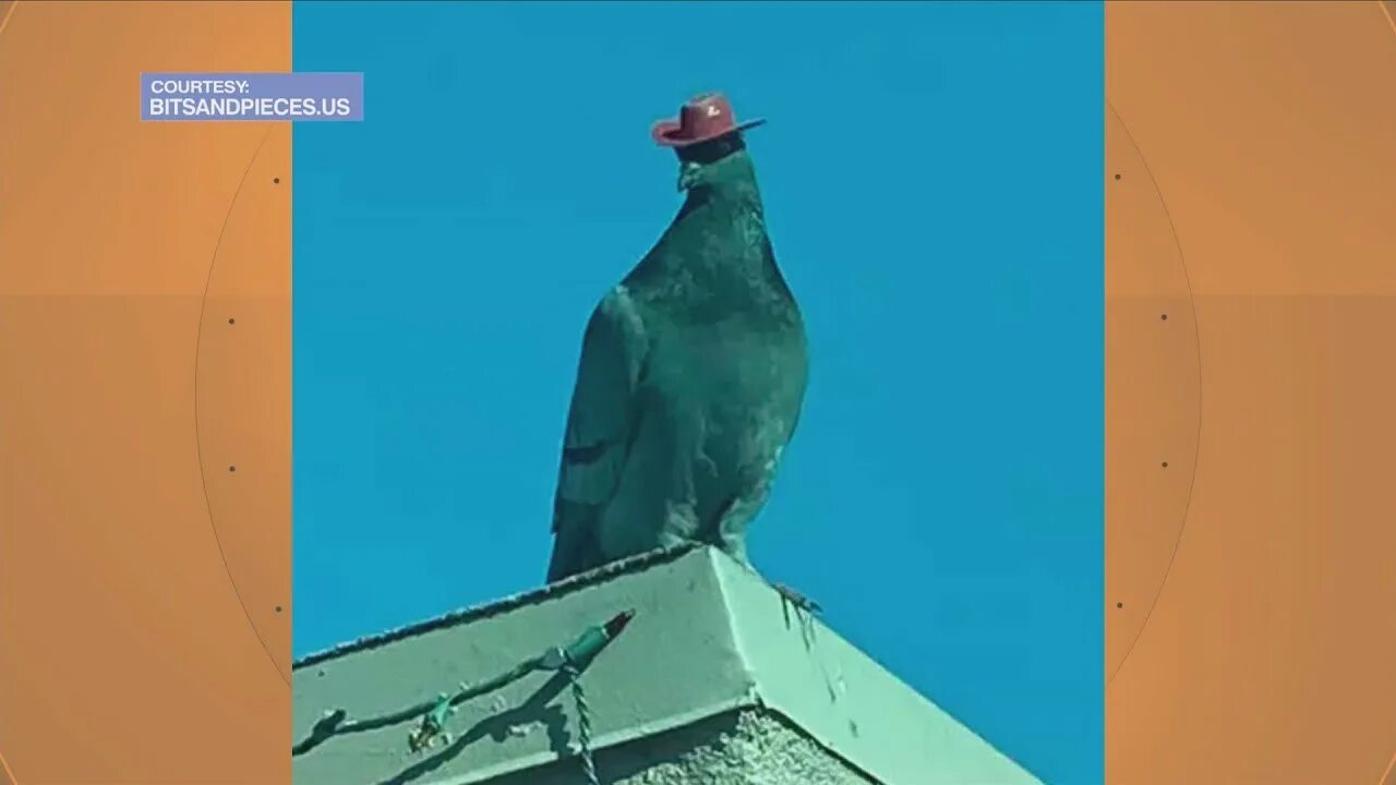 Голубь в кепке фото. Голубь в каске. Голуби в хлебных сапогах. Голубь в кепке. Голубь в резиновых сапожках.