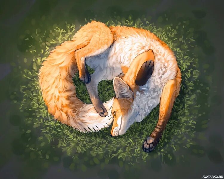 Мартын лисогон 27 апреля. Лиса медитация. Лиса. Лисичка йога. Лиса вид сверху.