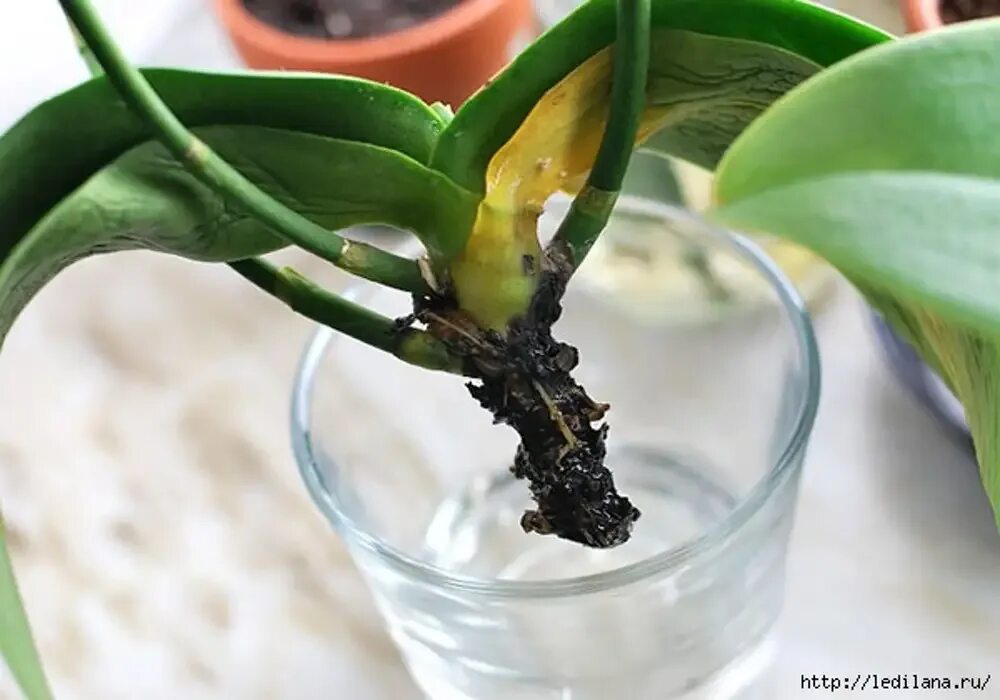 Как реанимировать орхидею с гнилыми. Орхидея фаленопсис корни. Орхидея фаленопсис реанимация. Орхидея фаленопсис сгнили корни.