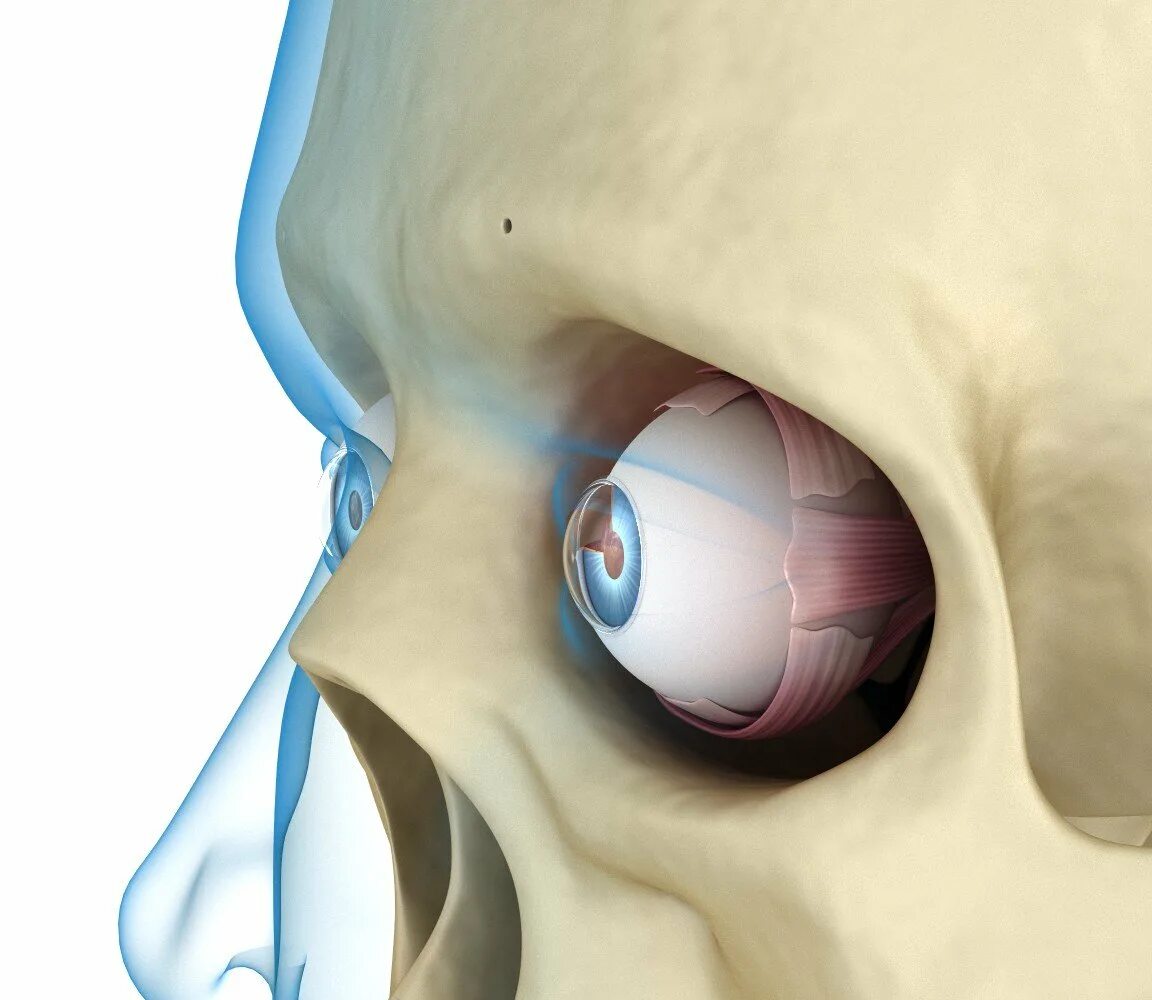 Глазные яблоки расположены в парных углублениях черепа. Глазное яблоко в глазнице. Глаз в глазнице анатомия.